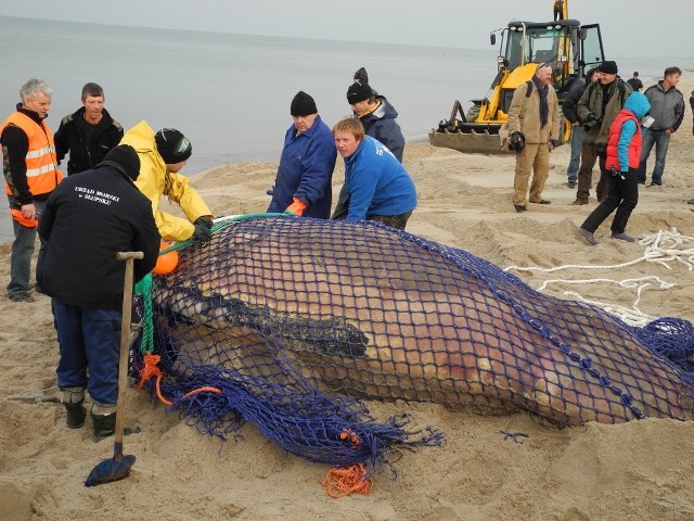 Akcja załadunku walenia na plaży w Unieściu.