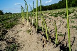 Dolny Śląsk: Niszczą 200 hektarów pola ze szparagami. Ludzie zbierają sami za darmo