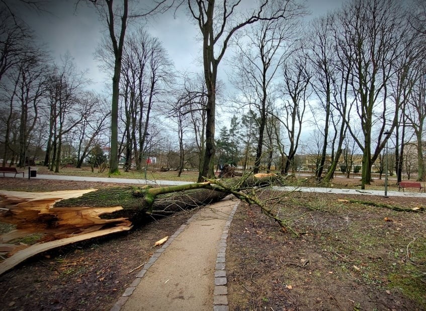 Przez wichurę dotkliwie ucierpiał między innymi park im....