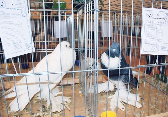 Na wystawie w Czaplinku zaprezentowane zostaną 83 rasy gołębi. Wśród nich garłacze pomorskie. 