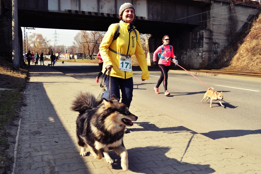 Około 200 biegaczy z psami wzięło udział w kolejnej edycji...