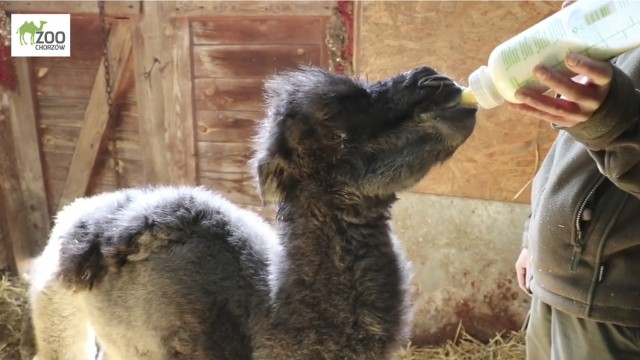 W chorzowskim zoo urodziła się samiczka wielbłąda - Lola.