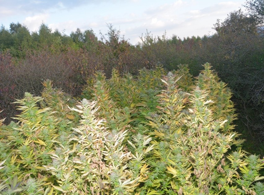 Nielegalna plantacja marihuany w gm. Jasło. Ponad 700 krzewów, 1,6 kg suszu, MDMA i amfetamina u 38-latka. Wpadł w ręce policji