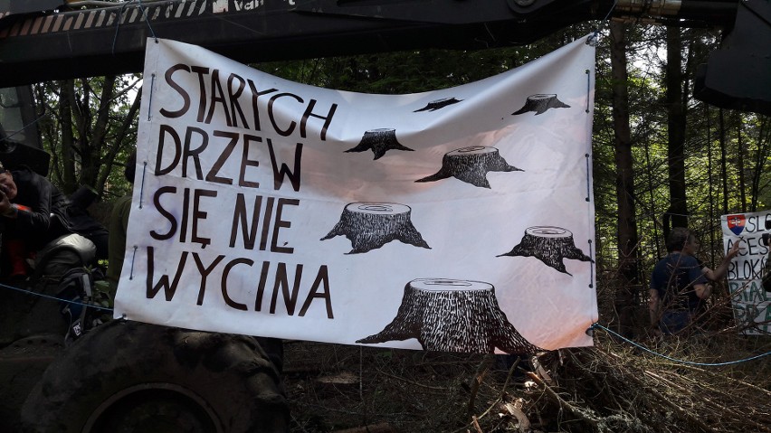 Protestujący zapowiadają, że wrócą do Puszczy Białowieskiej