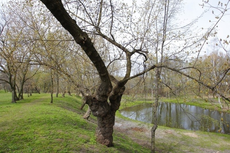 W parku Nadolnik znów rozpoczną się prace. Powstanie plac...