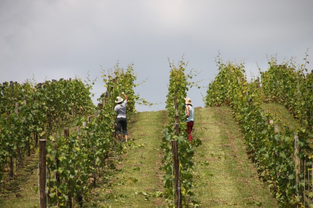 Na ponad 2 ha winnicy uprawiane są odmiany m.in. Solaris, Seyval Blanc, Jutrzenka i Chardonnay