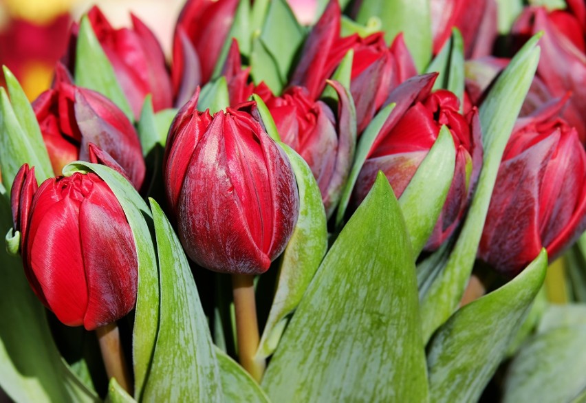 Tulipan - stwórz kawałek Holandii w swoim ogrodzie. Tulipany...