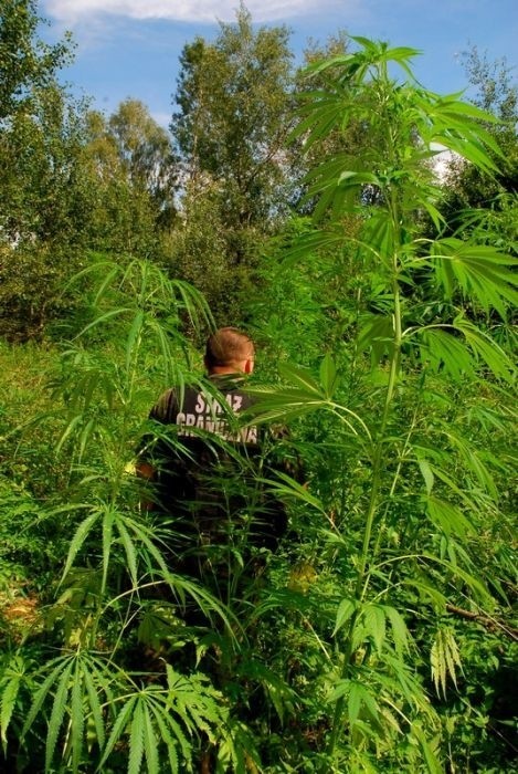 Funkcjonariusze odkryli pole marihuany w lesie [FOTO]