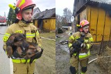 Krasnystaw. Uratowano starszą kobietę i dwa psy z płonącego domu
