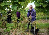Winobranie u Turnaua. 20 hektarów winorośli zamieni się w wino [zdjęcia, wideo]