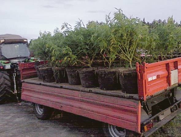 Akcja likwidacji plantacji konopi zakończyła się w środę. Dziś policja ma podać informacje o zatrzymanych.