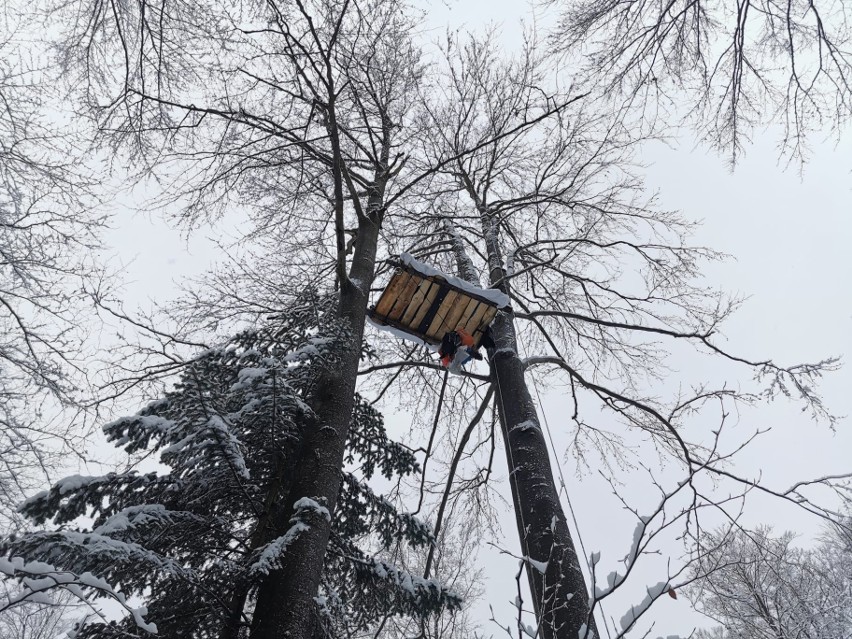 "Wilczyce" mieszkają w lesie i blokują wycinkę drzew w Bieszczadach [ZDJĘCIA]
