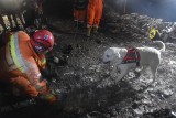 Dwóch ludzi uratowały w nocy spod gruzu ratownicze psy Duke i Robi. To ćwiczenia grupy poszukiwawczo-ratowniczej OSP Orzech w Sosnowcu