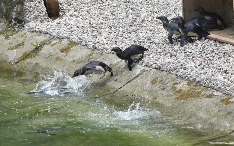 Łódzkie zoo w końcu swoje pingwiny. Tych popularnych ptaków...