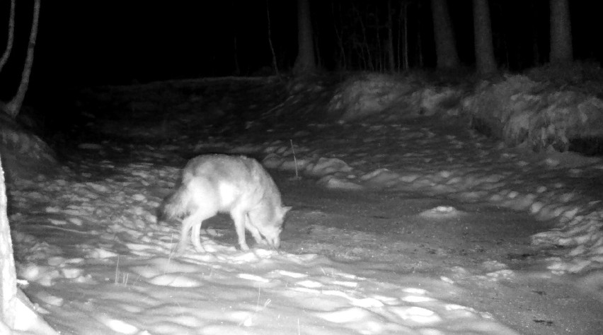 Wilk z lasu pod Częstochową próbuje przełamać lód, by dostać...