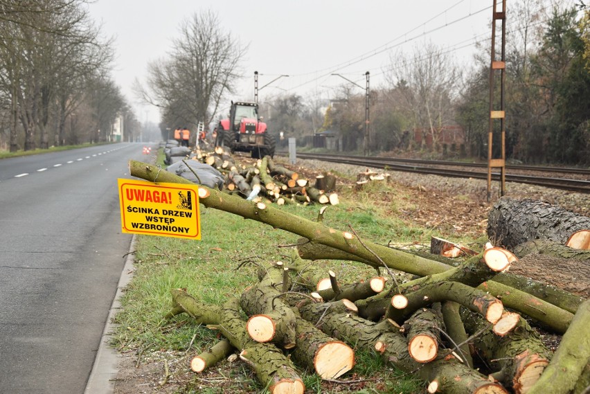 Wycinka drzew wzdłuż linii kolejowej biegnącej przy ul....