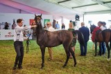 „Sukces ceny jednego konia”, czyli drugi najwyższy wynik licytacji w historii Pride of Poland. Opinie po aukcji koni arabskich