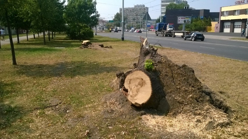 Sprzątanie po lipcowej burzy potrwa nawet do końca roku