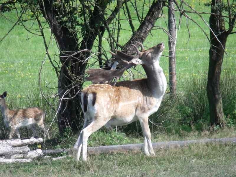 Zwierzęta Rafała Kowalczyka z Dębów