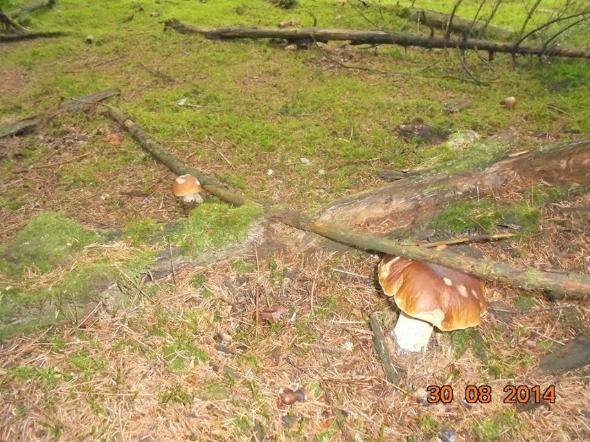 Wysyp grzybów w lubuskich lasach.