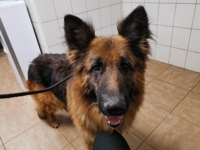 Pies poz. 23/0282Duży pies w typie owczarka niemieckiego znaleziony 6 maja przy ul. Leśnej w miejscowości Czarne Błoto, gm. Zławieś Wielka.