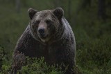 Uwaga turyści! W Pieninach grasuje niedźwiedź. Drapieżnika nagrano na drodze w Sromowcach Wyżnych