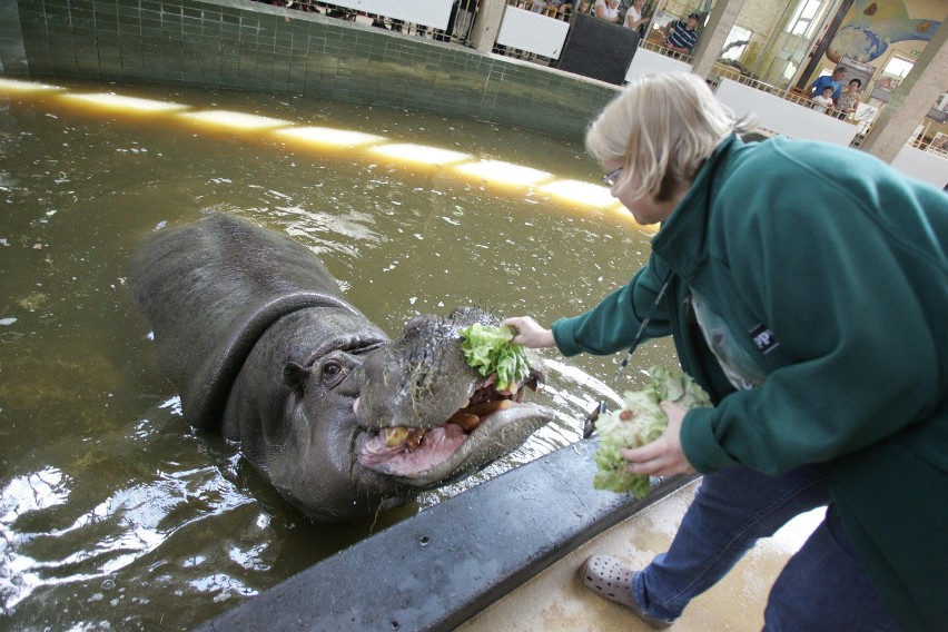 Jedna porcja dla hipopotama to kilkadziesiąt kilogramów...