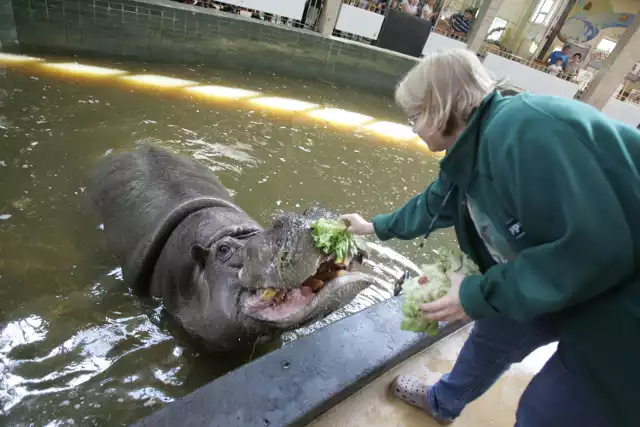 Jedna porcja dla hipopotama to kilkadziesiąt kilogramów warzyw i kaszy, przegryzanych sianem. Żeby się najeść do syta, Hipolit musiał zjeść tyle trawy, ile waży dorosły człowiek