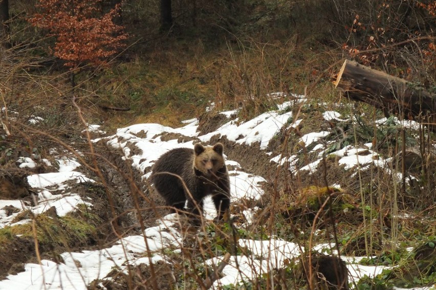 Leśnicy policzyli zwierzęta w podkarpackich nadleśnictwach. Liczba drapieżników rośnie. Jest ponad 600 wilków i ponad 230 niedźwiedzi
