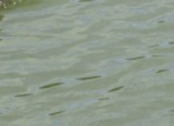 W jeziorze Chojno w powiecie brodnickim zaginął młody mieszkaniec Torunia 
