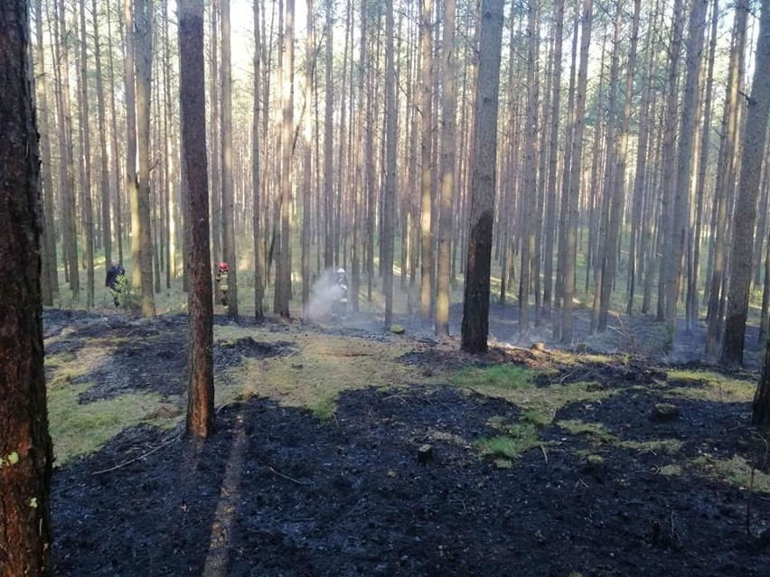 Pożar na "górze grajewskiej". Spłonęło ok 30 arów poszycia leśnego (zdjęcia) 
