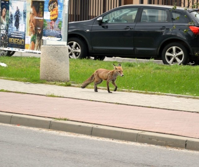 Młody lisek na chodniku przy ulicy Popiełuszki w Stalowej Woli naprzeciw komendy policji czekał na przejście przez ulicę