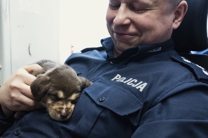 Wszystkie pieski znalazły nowe domy. Jednego z nich uratował...