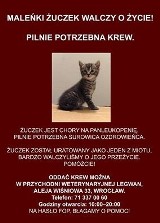 Mały Żuczek pilnie potrzebuje pomocy