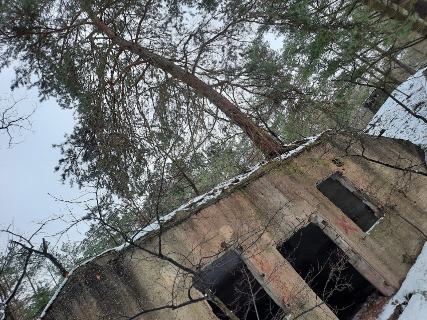 Bunkrowy las zimą wygląda jeszcze bardziej tajemniczo