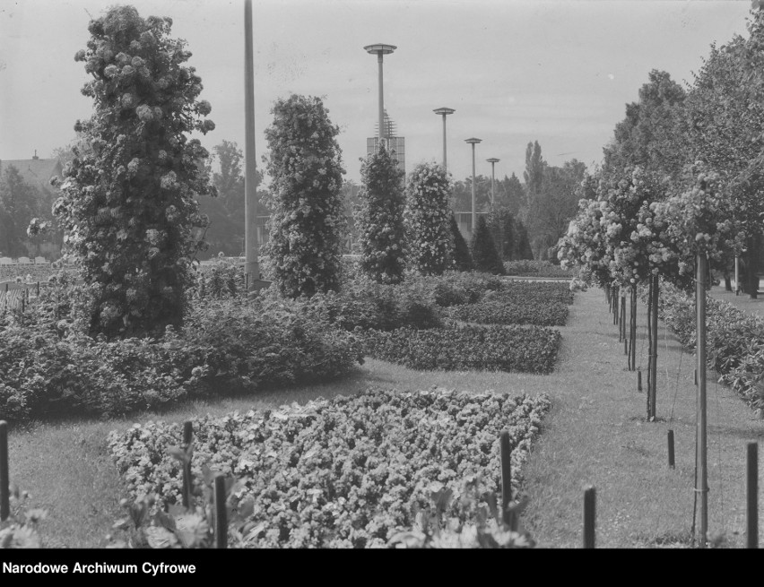 Powstał tu pierwszy w Poznaniu ogród botaniczny. W 1910 roku...