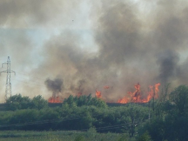 W pożarze, który we wtorek, 18 sierpnia, wybuchł między Pińczowem a Skrzypiowem, spaliło się około 20 hektarów terenów zielonych, w tym pół hektara lasu.