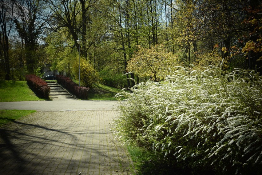 Park Kościuszki w Katowicach