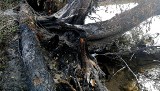 Nadpalone drzewa nad jeziorem Lubie. Kto to zrobił? [ZDJĘCIA]