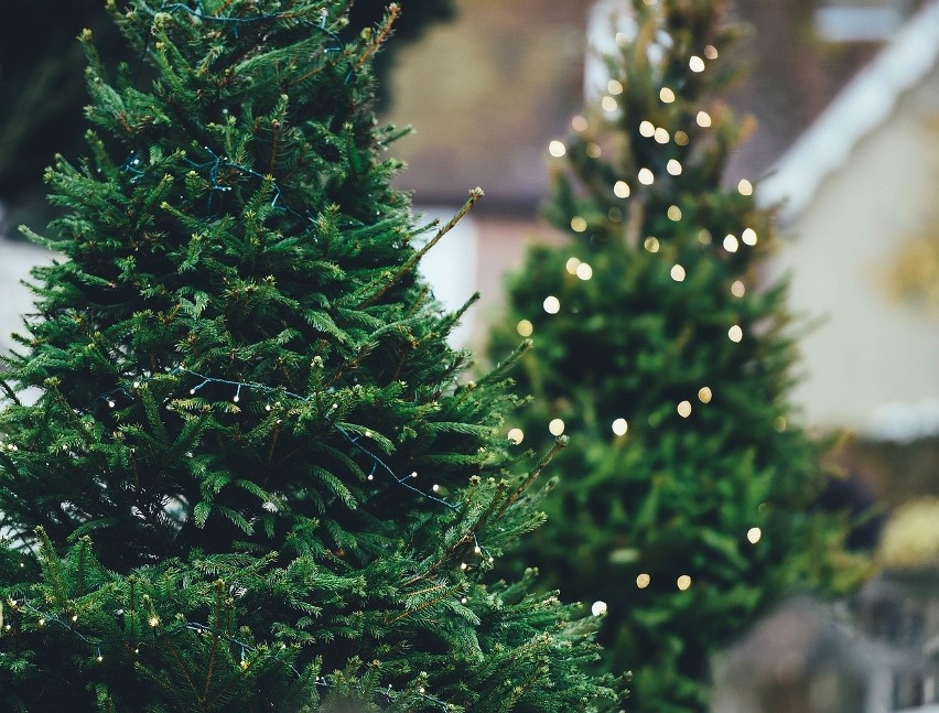Zastanawiasz się kiedy rozebrać świąteczne drzewko? Są trzy...
