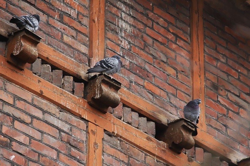 Toruń. Koszary przy Mickiewicza - kosztowny remont niszczą... gołębie! ZGM planuje założenie kolców