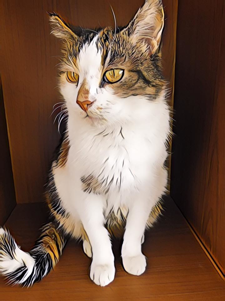 Dzień kota 2019. 17 lutego obchodzimy Światowy Dzień Kota. Przyślij zdjęcie swojego pupila! Galeria kotów - część 5