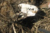 Makabryczne odkrycie: szczątki zagłodzonych psów (drastyczne zdjęcia)