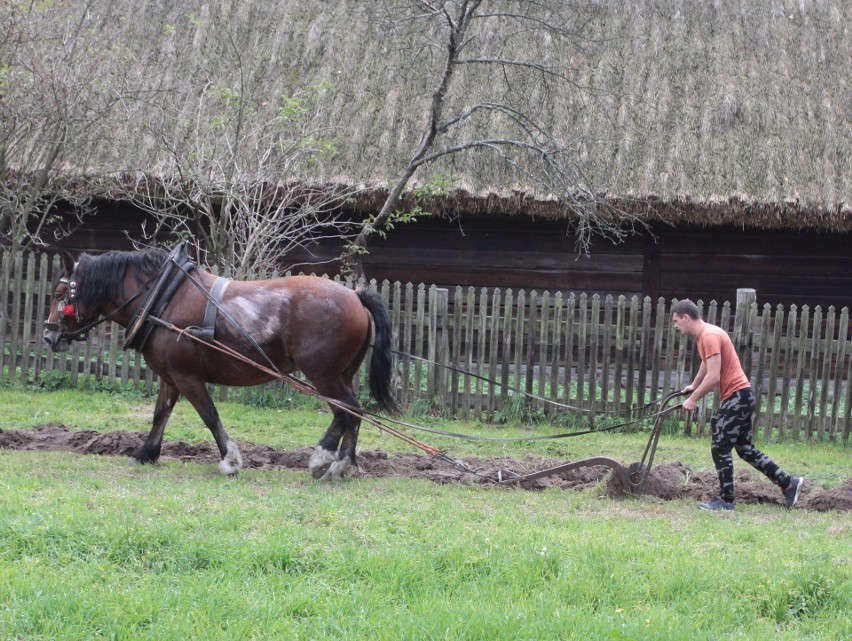 Tłumy smakoszy na Festiwalu Ziemniaka w Muzeum Wsi Radomskiej. Było wiele konkursów i pokazów [ZDJĘCIA]