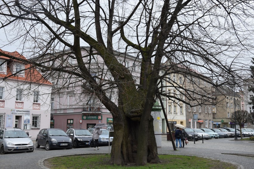 Kolejne drzewa na Opolszczyźnie zostaną pomnikami przyrody.