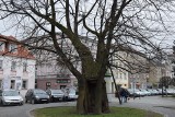 Pięć pomnikowych drzew na Opolszczyźnie dostanie prawną ochronę. Wśród nich największy klon srebrzysty w Polsce 