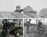 Tak wyglądali rolnicy i praca na roli kilkadziesiąt lat temu. Zobacz archiwalne zdjęcia