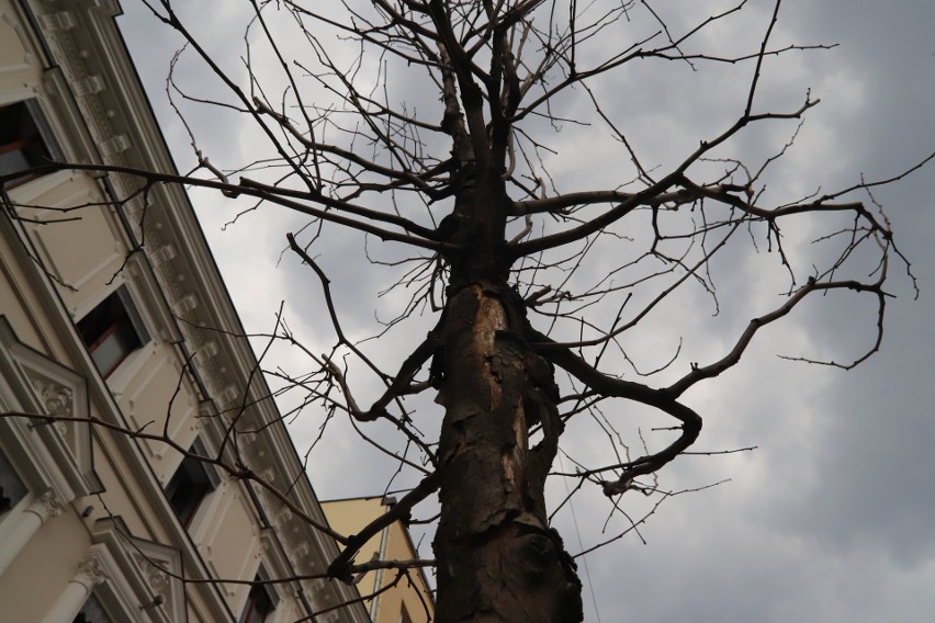Uschły kolejne drzewa na Piotrkowskiej. Młode drzewa w Łodzi z trudem się przyjmują