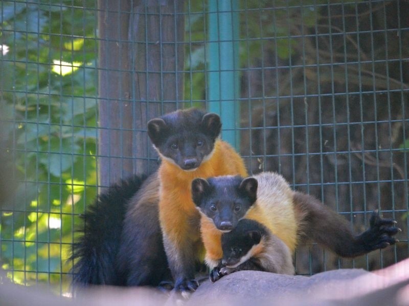Sensacyjne narodziny we wrocławskim zoo. Prześliczne maluchy już pokazują się odwiedzającym (FOTO)