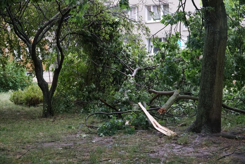 Połamane drzewo po nawałnicy w Poznaniu